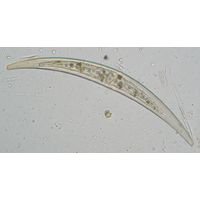 Closterium