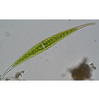 Closterium rostratum
