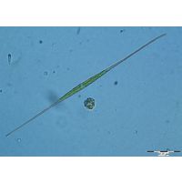 Closterium setaceum