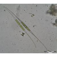 Closterium setaceum