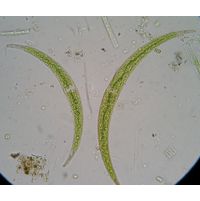 Closterium