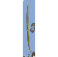 Closterium strigosum