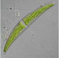 Closterium sublaterale