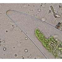 Closterium sublaterale