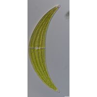 Closterium submoniliferum
