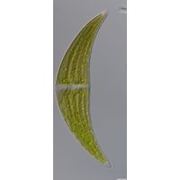 Closterium submoniliferum
