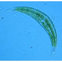 Closterium tumidulum