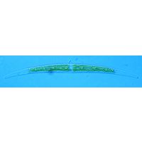 Closterium tumidum