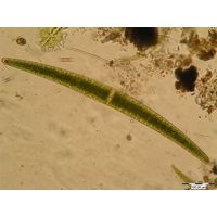 Closterium turgidum