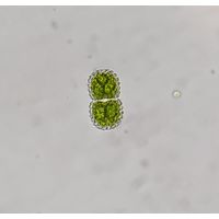 Cosmarium amoenum