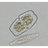 Cosmarium anceps