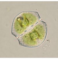 Cosmarium angulare