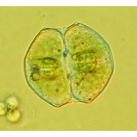 Cosmarium angulare