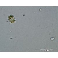 Cosmarium angulosum