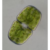 Cosmarium binerve