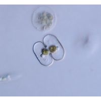 Cosmarium bireme
