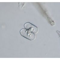Cosmarium bireme