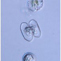 Cosmarium bireme