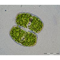 Cosmarium biretum
