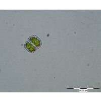 Cosmarium blytii
