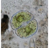 Cosmarium boeckii