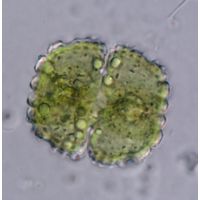 Cosmarium caelatum