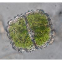 Cosmarium caelatum