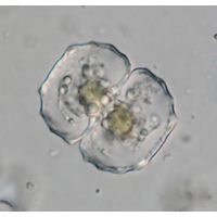 Cosmarium ceratophorum
