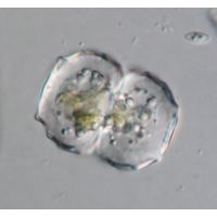 Cosmarium ceratophorum