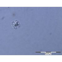 Cosmarium carinthiacum