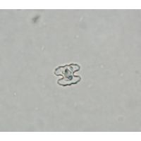 Cosmarium carinthiacum