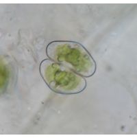 Cosmarium clepsydra