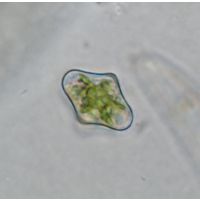 Cosmarium clepsydra
