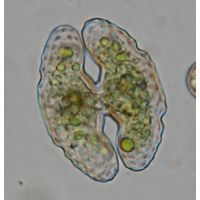 Cosmarium commissurale