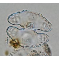 Cosmarium commissurale