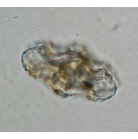 Cosmarium commissurale