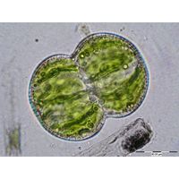 Cosmarium connatum