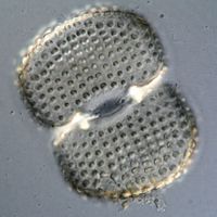 Cosmarium conspersum