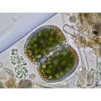 Cosmarium conspersum