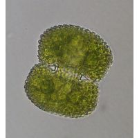 Cosmarium conspersum