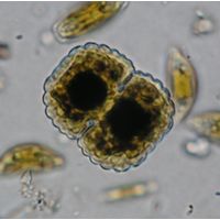 Cosmarium crenatum