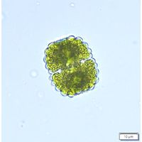 Cosmarium crenatum