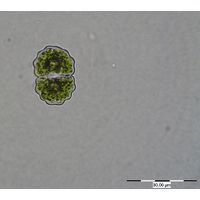 Cosmarium crenulatum