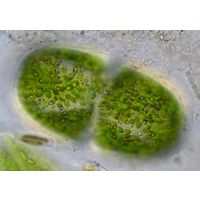 Cosmarium cucumis