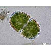 Cosmarium cucumis