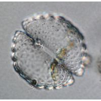 Cosmarium cyclicum