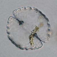 Cosmarium cyclicum
