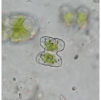 Cosmarium cymatonotophorum