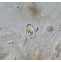 Cosmarium cymatonotophorum