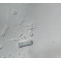 Cosmarium decedens